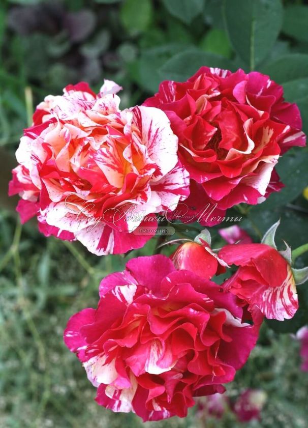 Роза Maurice Utrillo (Морис Утрилло) — фото 3