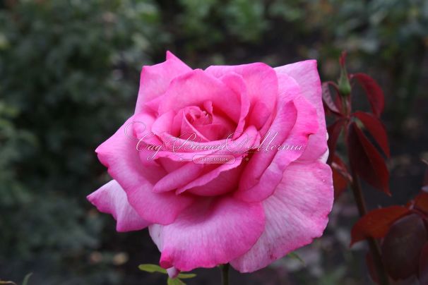 Роза Parole (Пароле) — фото 2