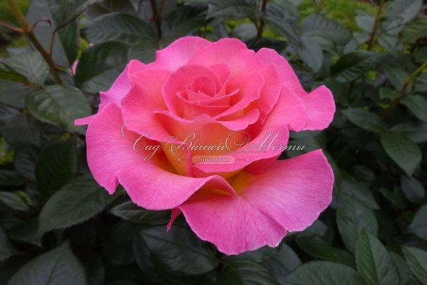 Роза Pink Paradise (Пинк Парадиз) — фото 2