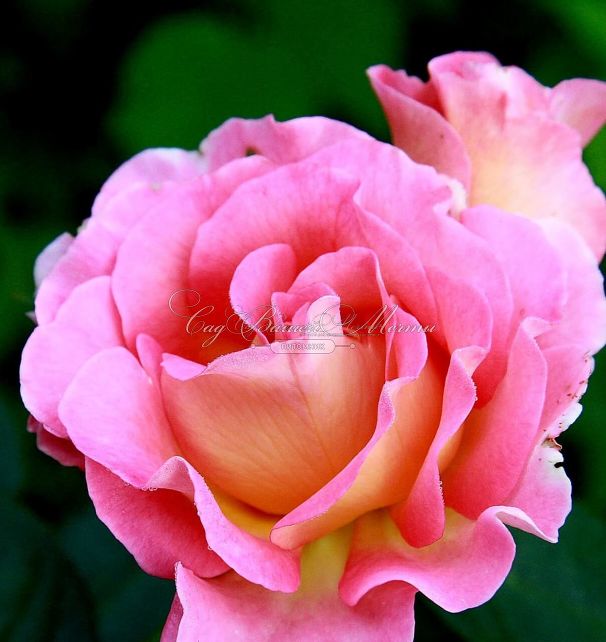 Роза Pink Paradise (Пинк Парадиз) — фото 3