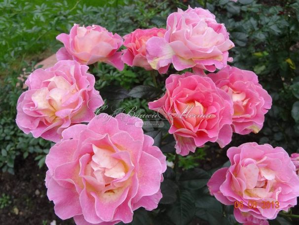 Роза Pink Paradise (Пинк Парадиз) — фото 4