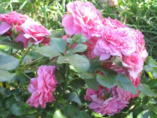 Роза Pink Swany (Пинк Свани) — фото 2