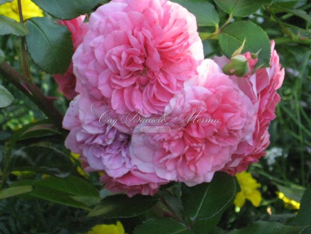 Роза Pink Swany (Пинк Свани) — фото 3