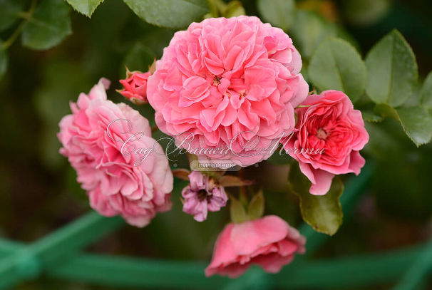 Роза Pink Swany (Пинк Свани) — фото 5