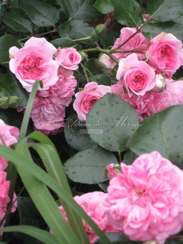 Роза Pink Swany (Пинк Свани) — фото 6