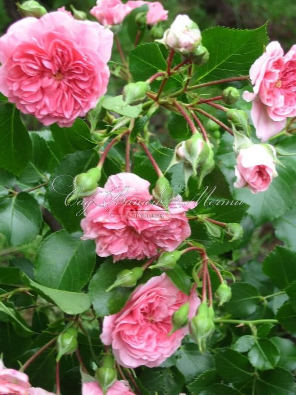 Роза Pink Swany (Пинк Свани) — фото 8