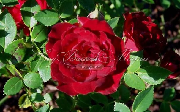 Роза Red Cascade (Рэд Каскад) — фото 2