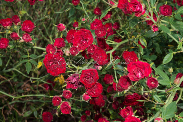 Роза Red Cascade (Рэд Каскад) — фото 3