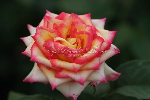 Роза True Color (Тру Колор) — фото 2