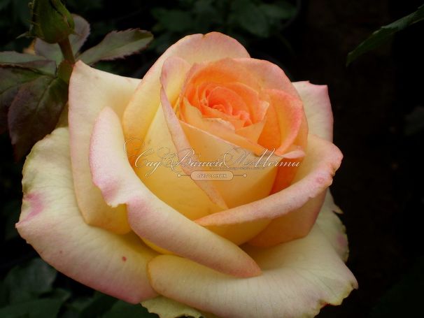 Роза True Color (Тру Колор) — фото 3