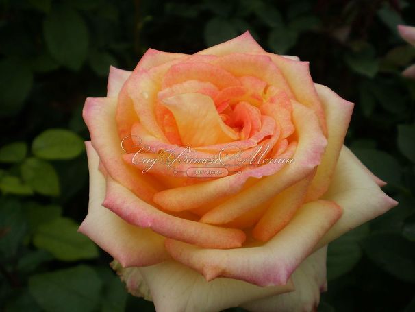 Роза True Color (Тру Колор) — фото 4