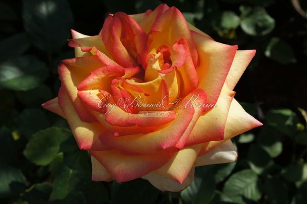 Роза True Color (Тру Колор) — фото 6