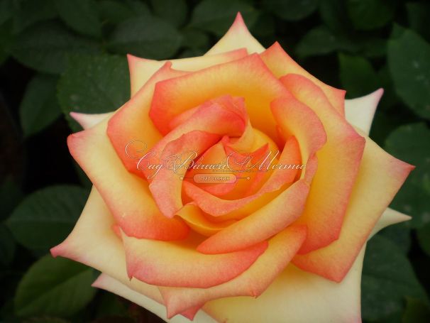 Роза True Color (Тру Колор) — фото 8