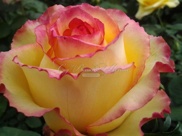 Роза True Color (Тру Колор) — фото 10