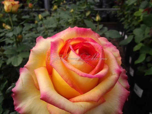 Роза True Color (Тру Колор) — фото 12