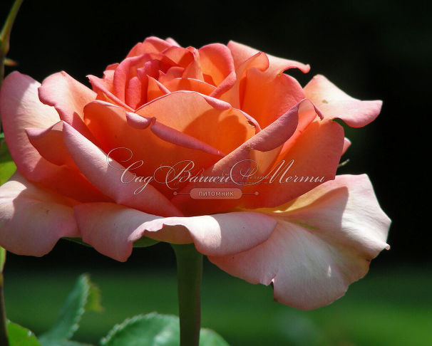 Роза Fantasia Mondiale (Фантазия Мундиаль) — фото 2