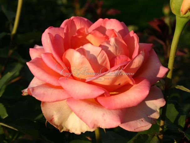 Роза Fantasia Mondiale (Фантазия Мундиаль) — фото 3