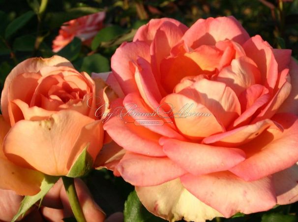 Роза Fantasia Mondiale (Фантазия Мундиаль) — фото 4