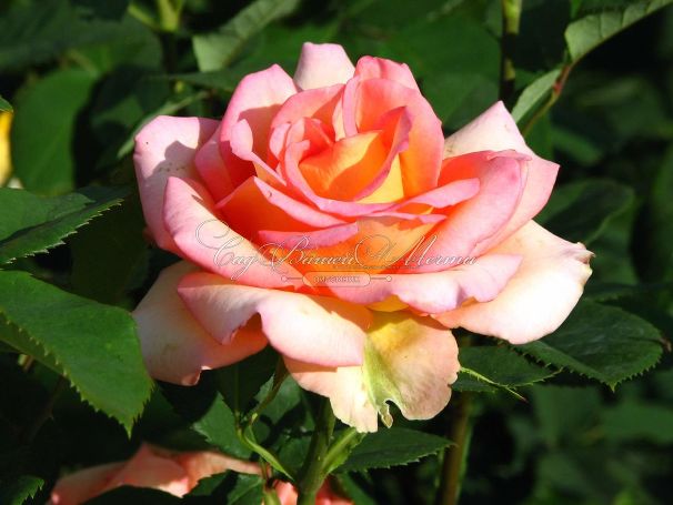 Роза Fantasia Mondiale (Фантазия Мундиаль) — фото 5