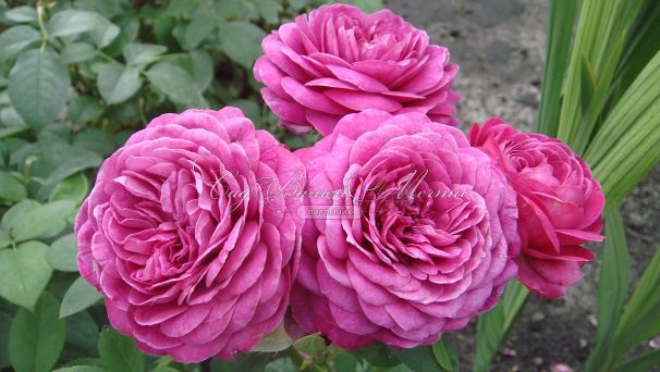 Роза Heidi Klum Rose (Хейди Клюм Роз) — фото 4