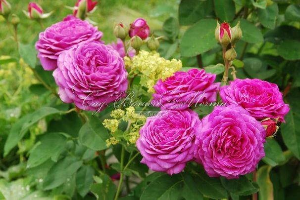 Роза Heidi Klum Rose (Хейди Клюм Роз) — фото 5
