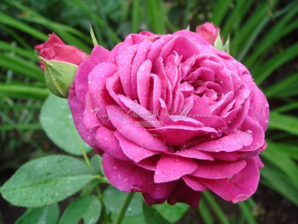 Роза Heidi Klum Rose (Хейди Клюм Роз) — фото 7