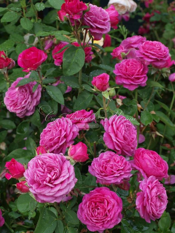 Роза Heidi Klum Rose (Хейди Клюм Роз) — фото 9