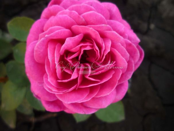 Роза Heidi Klum Rose (Хейди Клюм Роз) — фото 10