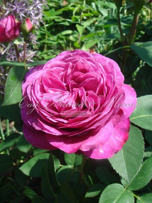Роза Heidi Klum Rose (Хейди Клюм Роз) — фото 12