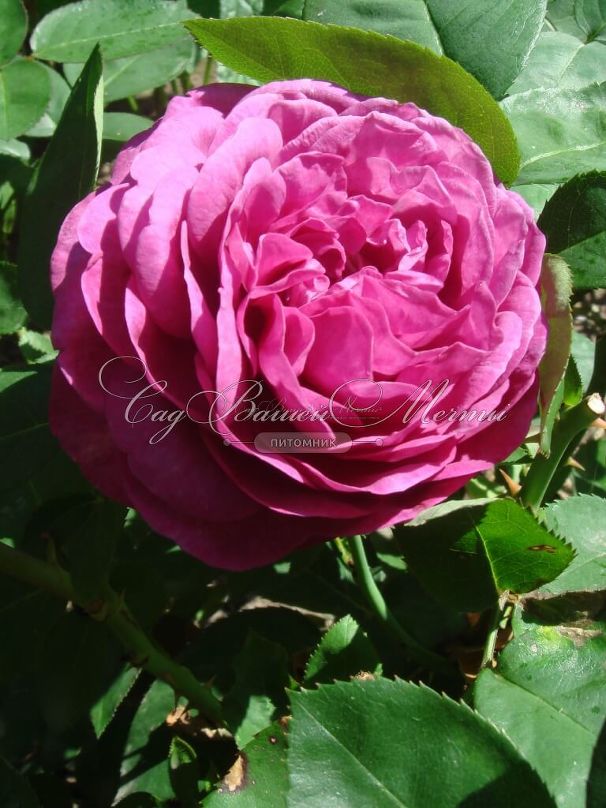 Роза Heidi Klum Rose (Хейди Клюм Роз) — фото 13