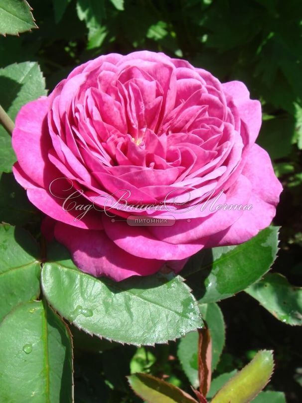 Роза Heidi Klum Rose (Хейди Клюм Роз) — фото 14