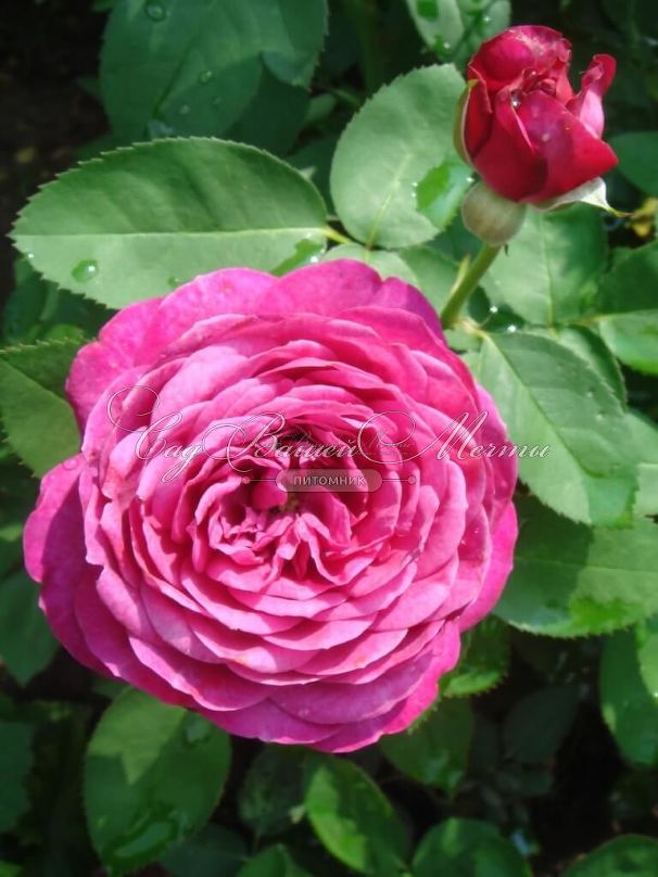 Роза Heidi Klum Rose (Хейди Клюм Роз) — фото 15