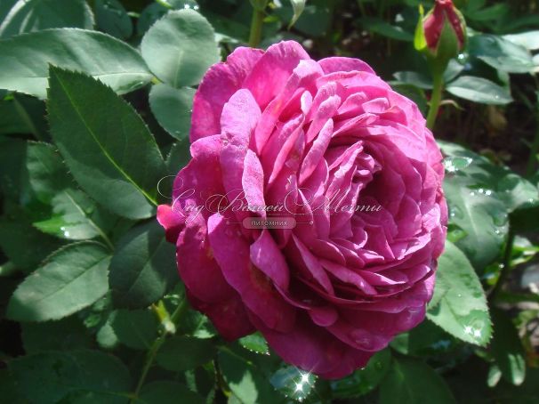 Роза Heidi Klum Rose (Хейди Клюм Роз) — фото 16