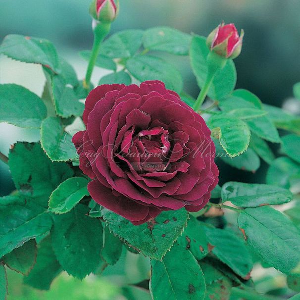 Роза Souvenir du Dr. Jamain (Сувенир Дю Доктёр Жамэн) — фото 2