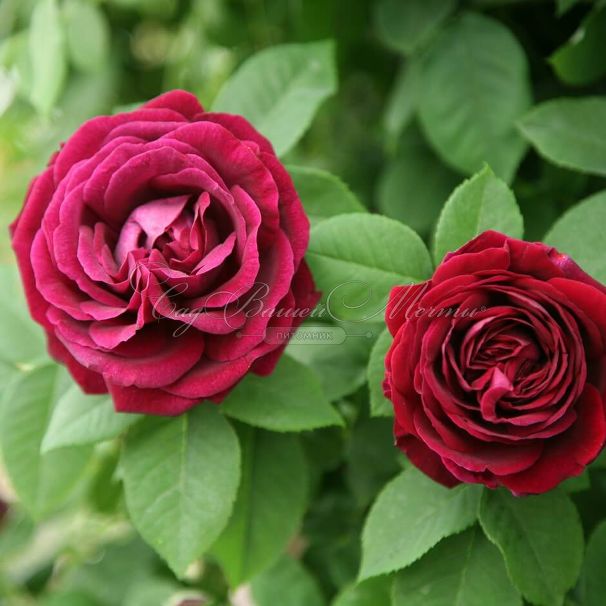 Роза Souvenir du Dr. Jamain (Сувенир Дю Доктёр Жамэн) — фото 3