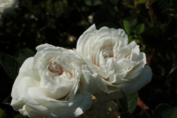 Роза Blanche Moreau (Бланш Моро) — фото 3