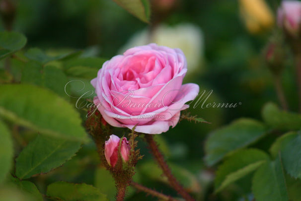 Роза Centifolia Muscosa (Сентифолия Мускоза) — фото 3