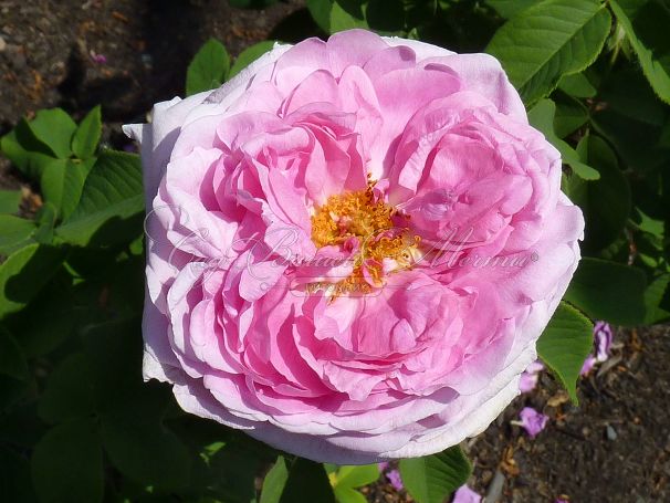 Роза Comte de Chambord (Комт де Шамбор) — фото 2