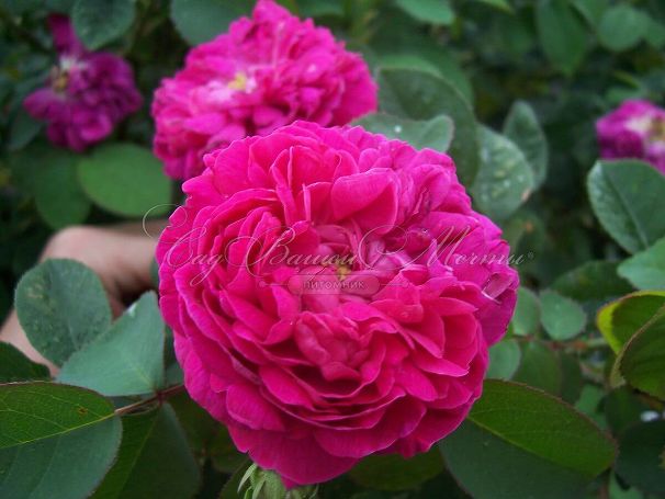 Роза Rose de Rescht (Роуз де Решт) — фото 6