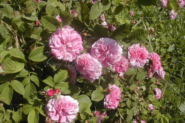 Роза Trigintipetala (Дамасцена Тригинтипетала) — фото 2