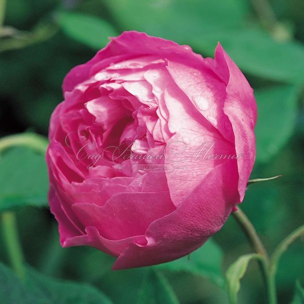 Роза La Reine Victoria (Ля Рен Викториа) — фото 3