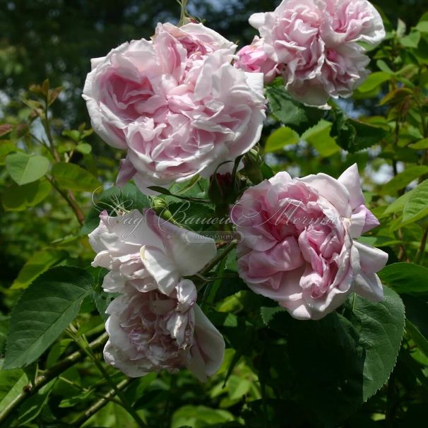 Роза Souvenir de la Malmaison (Сувенир де ля Малмэйзон) — фото 3