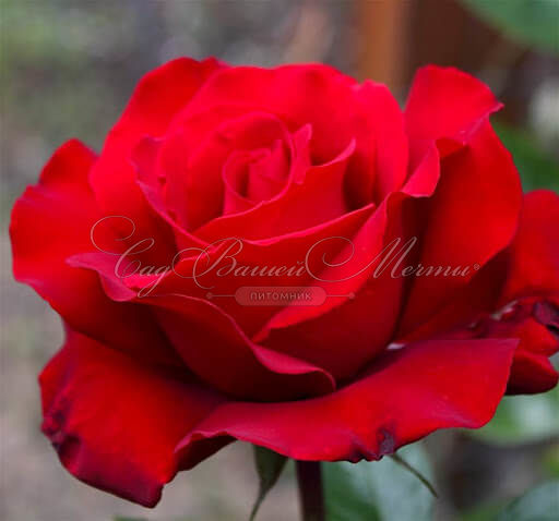 Роза штамбовая Grande Amore (Гранд Аморе) — фото 4