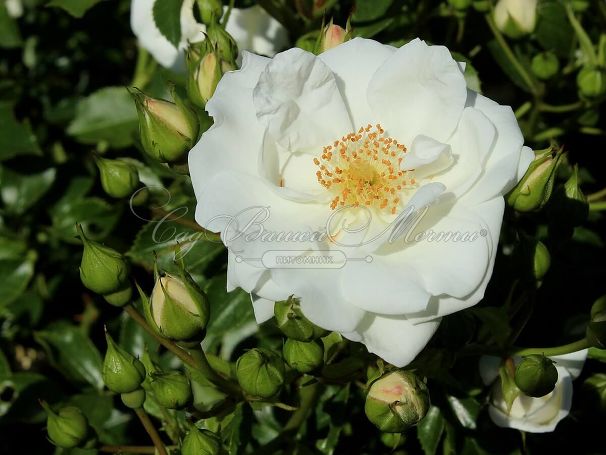Роза штамбовая Innocencia (Инносенсия) — фото 2