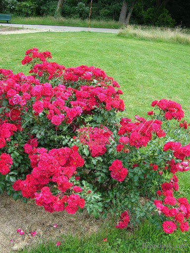 Роза штамбовая Rotilia (Ротилия) — фото 3