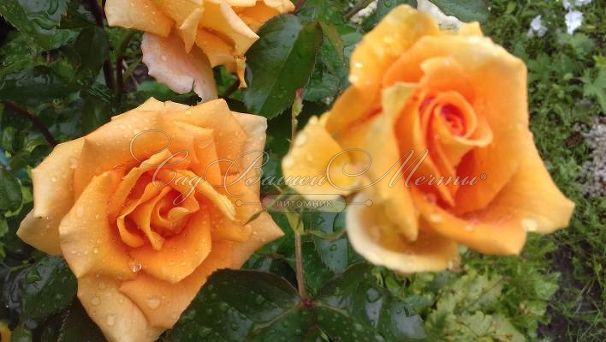 Роза штамбовая Alla (Алла) — фото 2