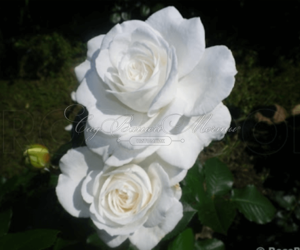 Роза штамбовая Annapurna (Аннапурна) — фото 2
