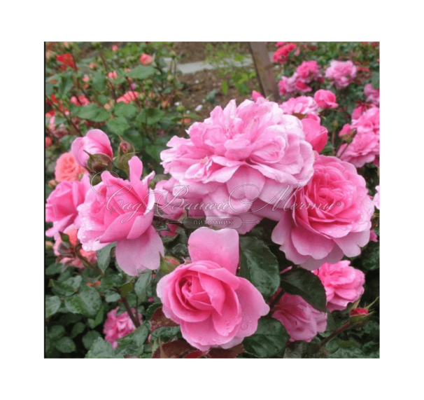 Роза штамбовая Berleburg (Барлебург) — фото 2