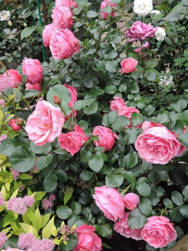 Роза штамбовая Berleburg (Барлебург) — фото 3