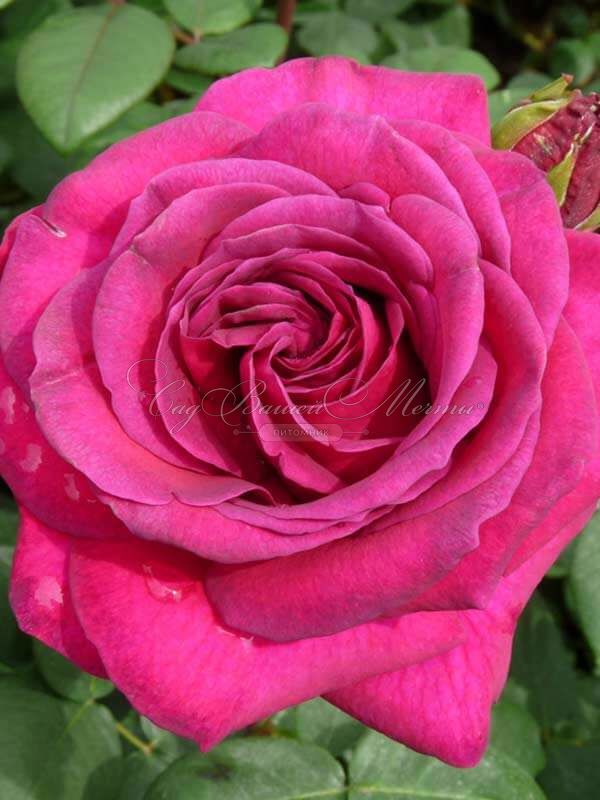 Роза штамбовая Big Purple (Биг Пёрпл) — фото 4
